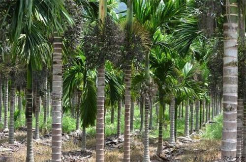 槟榔栽培技术-青山绿源苗木有限公司